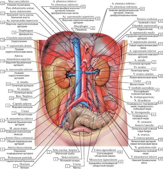 Расположение органов 